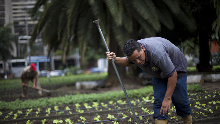 Mi Conuco 86: un oasis de hortalizas en el corazón de Caracas