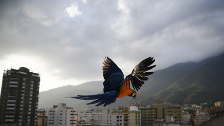 La extraordinaria historia del venezolano que quiso hacer de Caracas una nueva Venecia