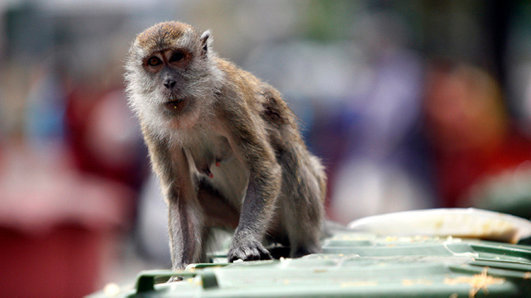 Monos roban varios documentos de una base militar malasia
