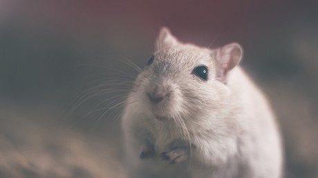 China: Crean una herramienta genética que provoca el 'suicidio' de las células cancerosas