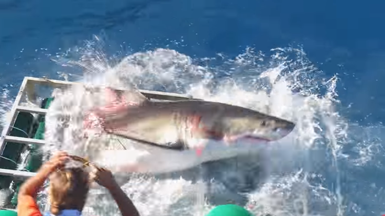 México: un tiburón se mete en una jaula donde había un buzo y esto es lo que sucede (VIDEO)