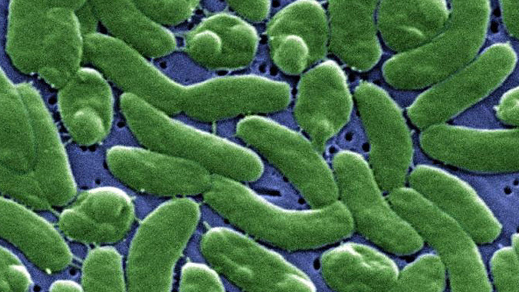 Bacterias carnívoras al acecho: un hombre fallece tras una grave infección en EE.UU.