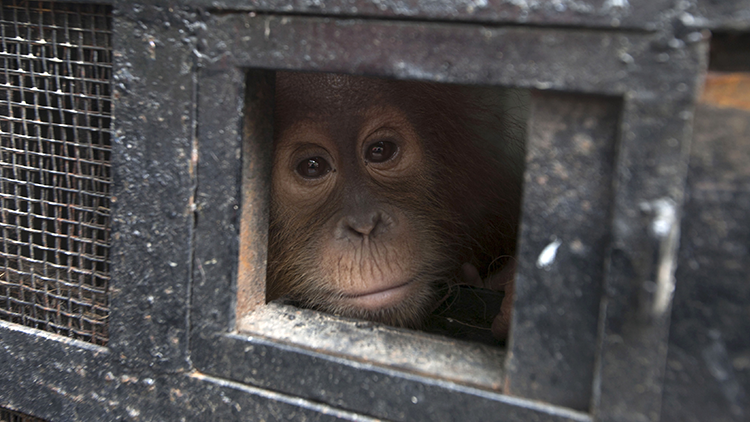 La desgarradora historia de una cría de orangután que se abrazaba a sí mismo para dormir