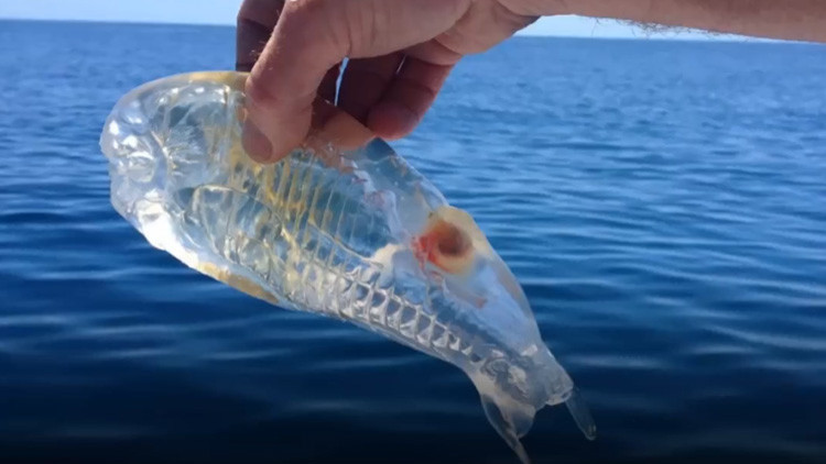 VIDEO: Esta sorprendente criatura transparente habita los océanos de nuestro planeta