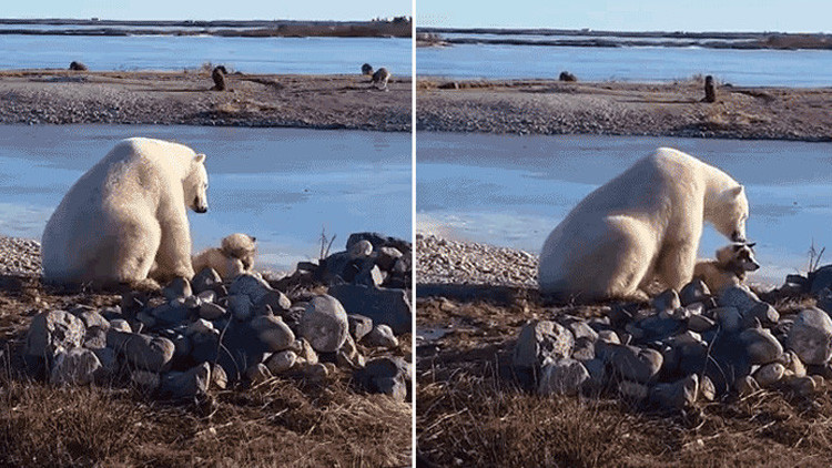 La triste realidad detrás del video de un oso polar que acaricia a un perro de trineo