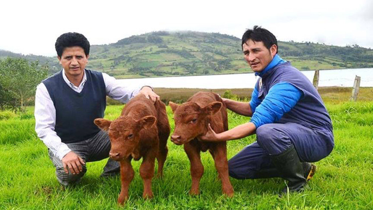 Nace el primer animal clonado en Perú