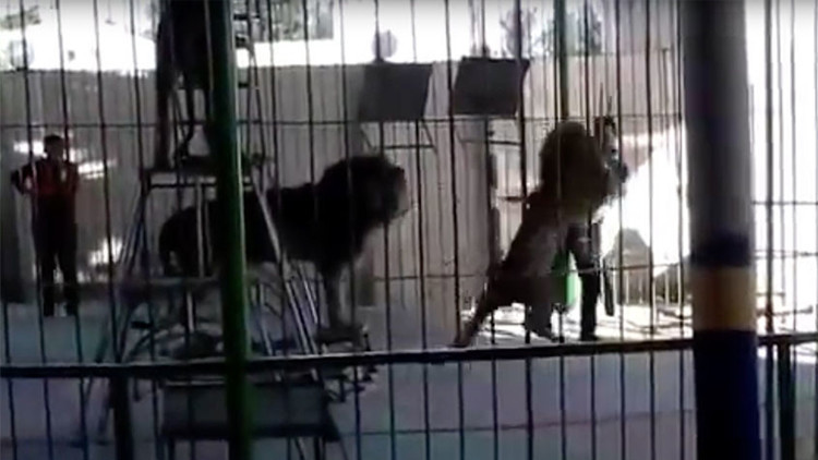 Un león de 200 kilos ataca fatalmente a un domador durante una actuación (VIDEO)