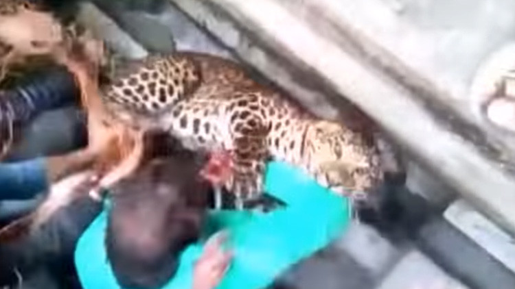 Leopardo irrumpe en una ciudad india y ataca a más de 20 personas (VIDEO)