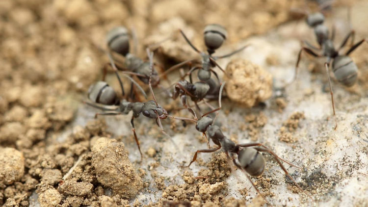 Bolivia: muere una mujer tras ser atada a un palo lleno de hormigas venenosas