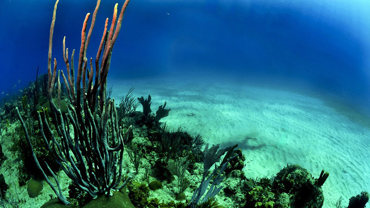 El 70% de los corales del mayor arrecife de Japón está muerto