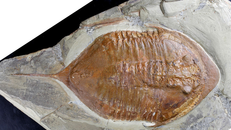 Así caminaba el fósil más conocido del mundo hace 478 millones de años