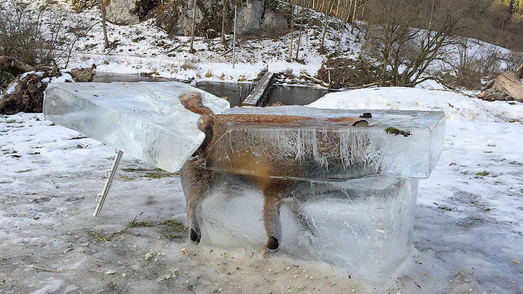 La foto de un zorro congelado en un bloque de hielo se vuelve tendencia en las redes