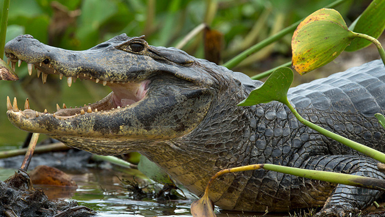 Graban monstruoso caimán paseándose tranquilamente en Florida, EE.UU. (VIDEO)