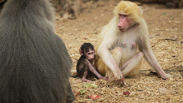 Revelan la causa de infanticidios y abortos inducidos entre babuinos 