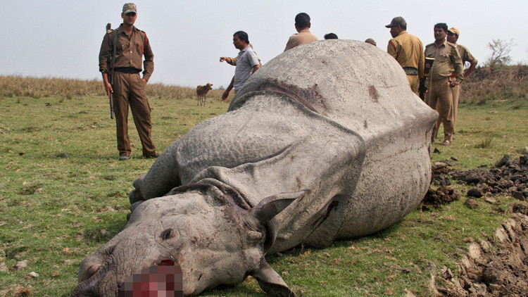 La policía india localiza a los cazadores furtivos de un rinoceronte gracias a sus 'selfies'