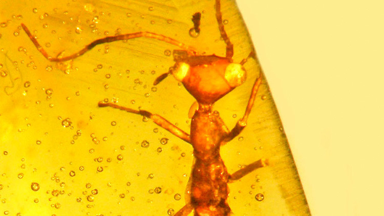 Hallan un insecto 'extraterrestre' atrapado en ámbar que vivió hace 100 millones de años (VIDEO)