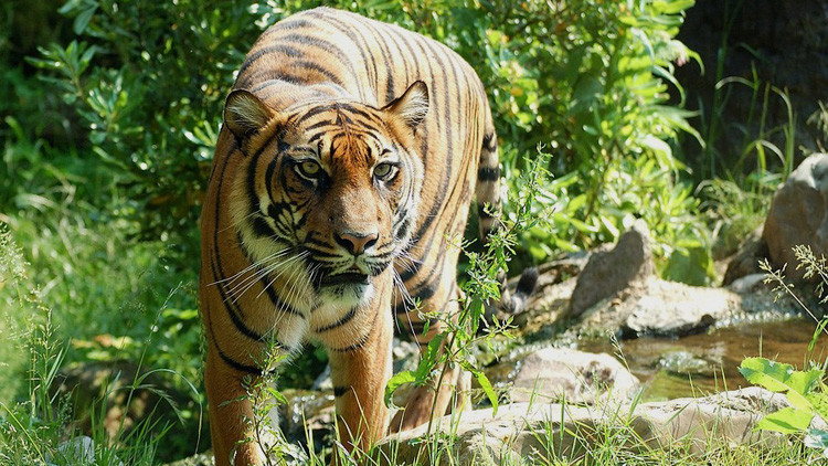 Tigres de un zoo chino atacan y matan un hombre mientras su familia ve la escena horrorizada 
