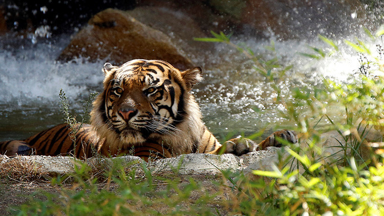 Desvelan el motivo por el que el hombre muerto en un zoo chino entró en el recinto de los tigres