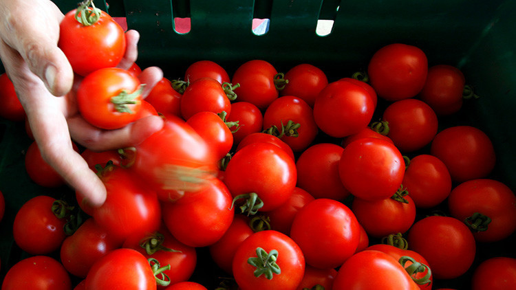 Investigan por qué los tomates ya no saben como antes