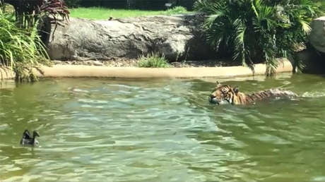 Batalla desigual: "El pato más valiente del mundo" desafía a un tigre y sale vencedor