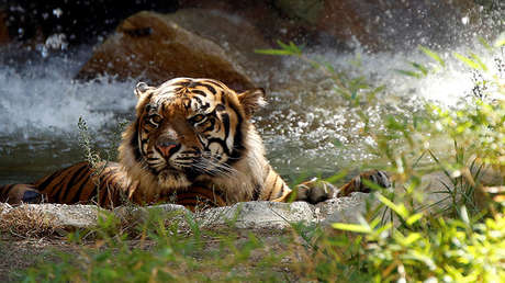 Desvelan el motivo por el que el hombre muerto en un zoo chino entró en el recinto de los tigres