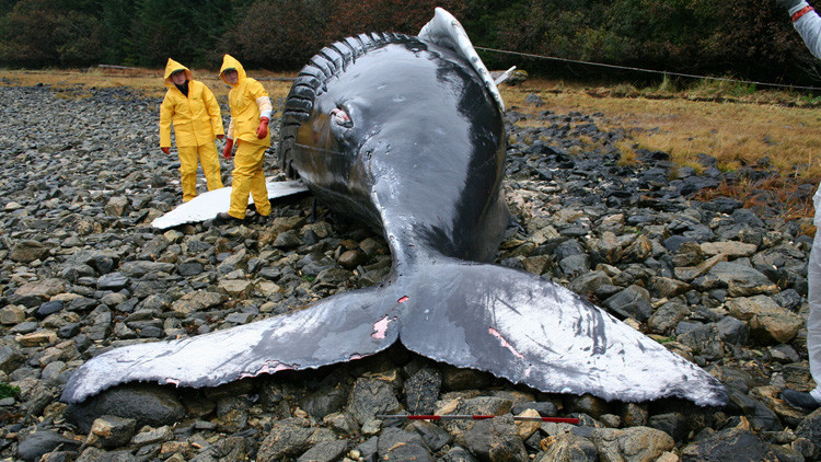 La NASA se sumerge en el enigma de las muertes masivas de ballenas