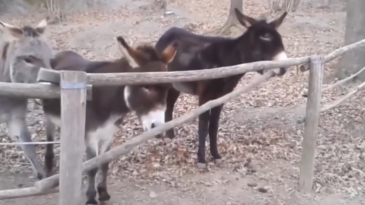 Este Burro No Tiene Nada De Burro Rt