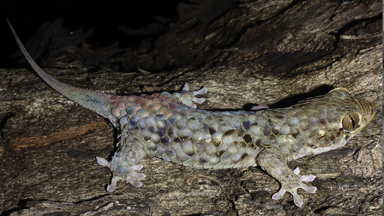 FOTO: Descubren un lagarto escurridizo que se 'desnuda' a voluntad para escapar de sus predadores