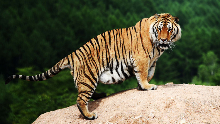 ¿Gracioso o triste? Fotos de tigres obesos tomadas en China desatan la polémica en las redes 