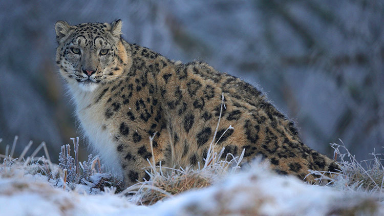 VIDEO: Consiguen grabar por primera vez el 'rugido de amor' de esta rarísima especie de leopardo