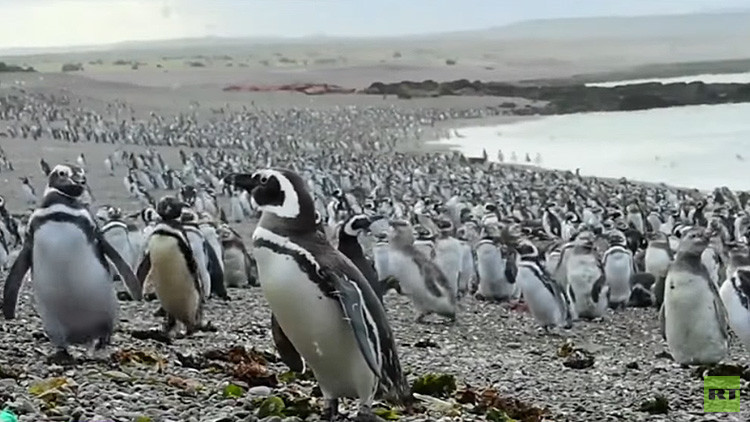 VIDEO: Más de un millón de pingüinos inundan las costas argentinas en un  'viaje de placer'