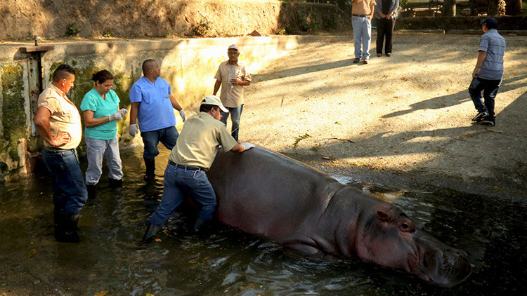 Gustavito, el único hipopótamo de El Salvador, muere apaleado y apuñalado por delincuentes (FOTOS)