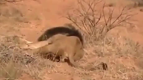 FUERTES IMÁGENES: Cazadores matan a un león salvaje segundos antes de ser atacados