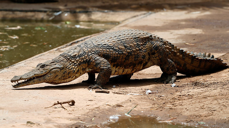 Fotos brutales: Un cocodrilo golpeado hasta la muerte por visitantes de un zoológico