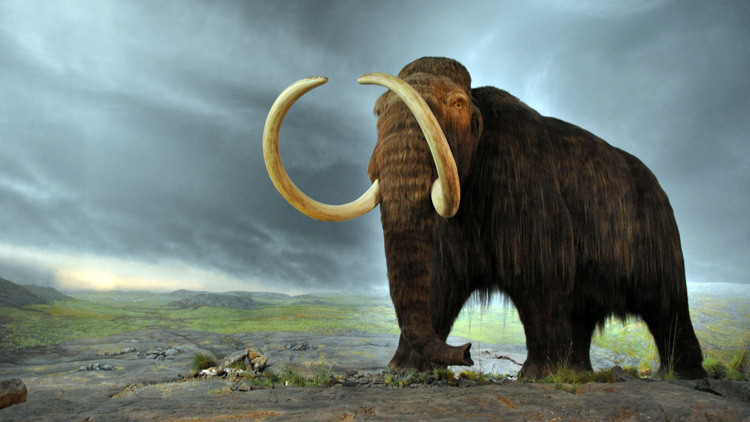 Científicos revelan inesperadas razones genéticas que extinguieron a los mamuts