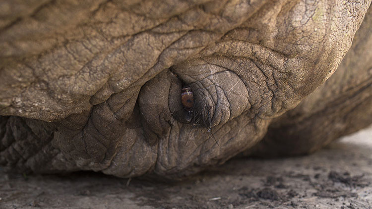 FOTOS: Matan en África a uno de los elefantes más emblemáticos del mundo