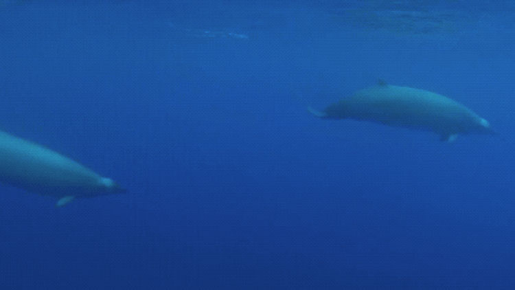 VIDEO: Primeras imágenes de una de las ballenas más escurridizas del mundo