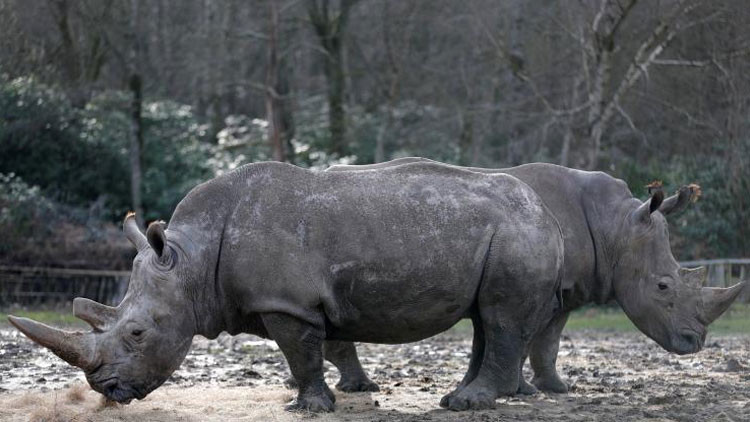 Cazadores furtivos matan a un rinoceronte en un zoológico francés y le extraen el cuerno 