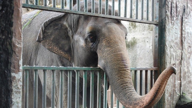 El elefante 'depresivo' que ha vivido en soledad en un zoológico durante 40 años