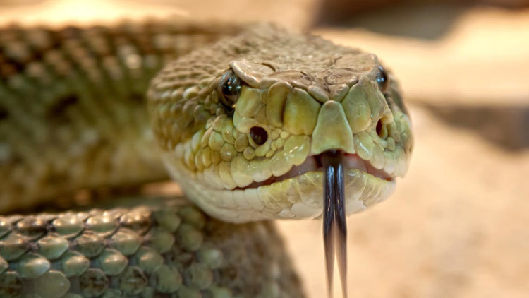 Un hindú 'se drogaba' con las morderduras de una falsa cobra