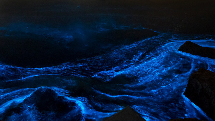 Unas peligrosas algas iluminan el mar con 'luces de neón' (Espectaculares fotos)