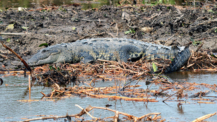 Se busca: autoridades mexicanas rastrean al "cocodrilo asesino"