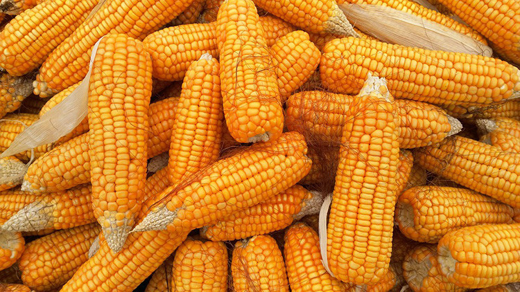 México comprará maíz a Brasil y Argentina en vez de a EE.UU. si sale mal la renegociación del TLCAN