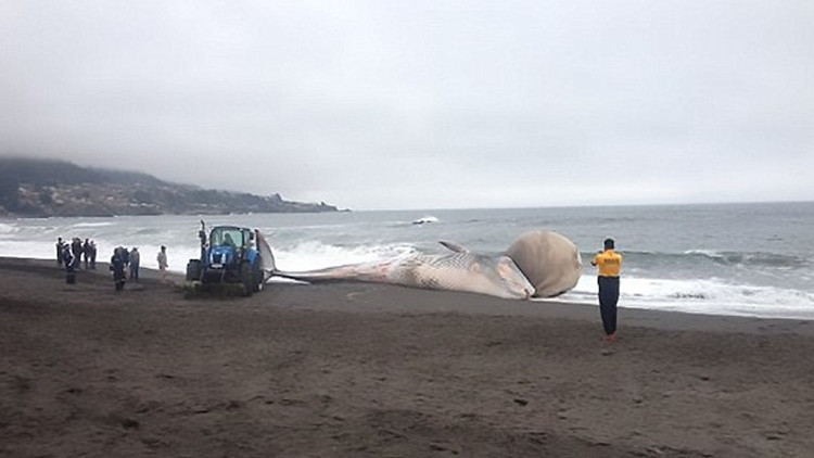 FOTO, VIDEO: Desconcierto en Chile por una ballena varada con un extraño bulto en la cabeza