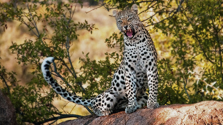 Una madre se lanza gritando sobre un leopardo para salvar a su hijo y la Red estalla de admiración