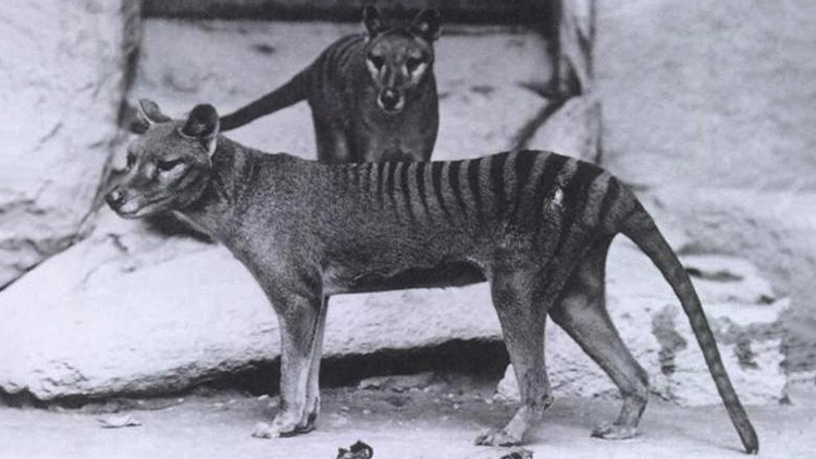 En busca del tigre 'fantasma': Científicos buscan una especie extinguida en 1936 (VIDEOS)