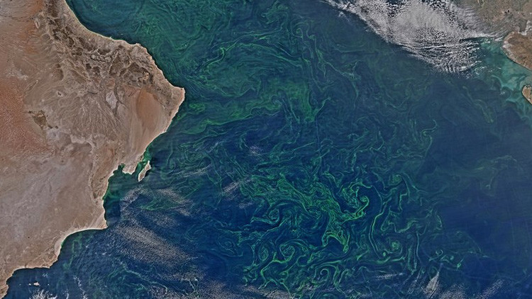 Una 'alfombra' de algas del tamaño de México cubre el mar Arábigo (y es alarmante)