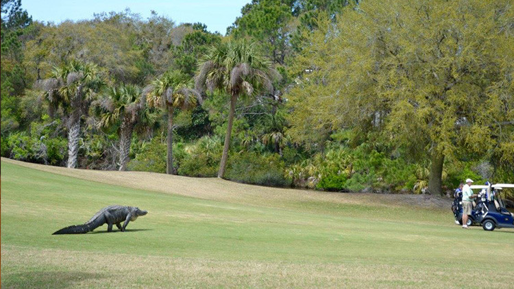 '¿Puedo jugar?': Un cocodrilo irrumpe en un campo de golf en pleno torneo en EE.UU. (video)