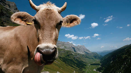 Hasta las vacas neerlandesas son 'non grata' en Turquía