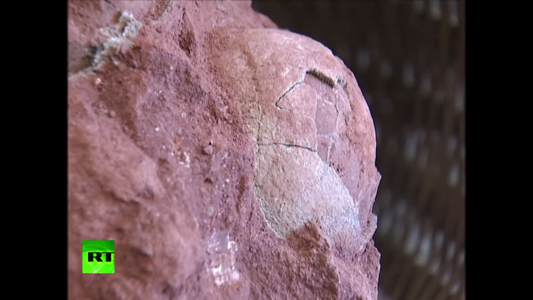 Hallan huevos de dinosaurios que datan de hace 70 millones de años (VIDEO)